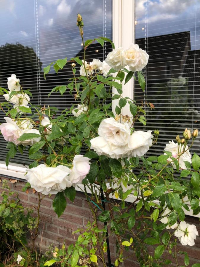 Vakantiewoning In Middelburg Zeeland エクステリア 写真